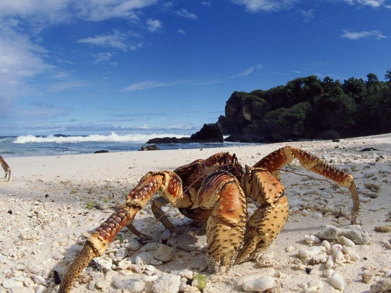 Polpa di Granchio e Surimi, le differenze