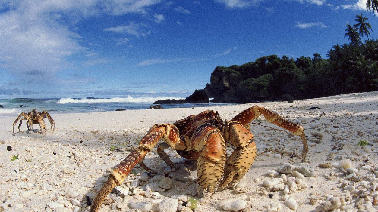 Polpa di Granchio e Surimi, le differenze